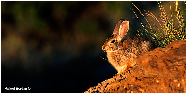Nuttall's cottontail rabbit by Robert Berdan ©