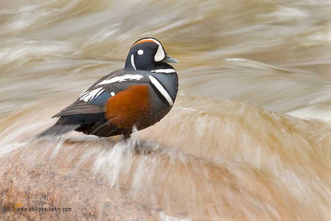 Harlequin duck by Philippe Henry ©