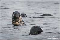 Harbour seals Nova Scotia by Robert Berdan