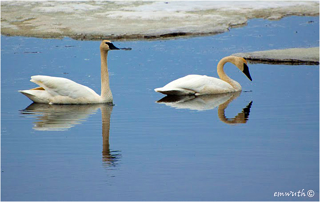 Trumpeter Swans by Egan Wuth ©