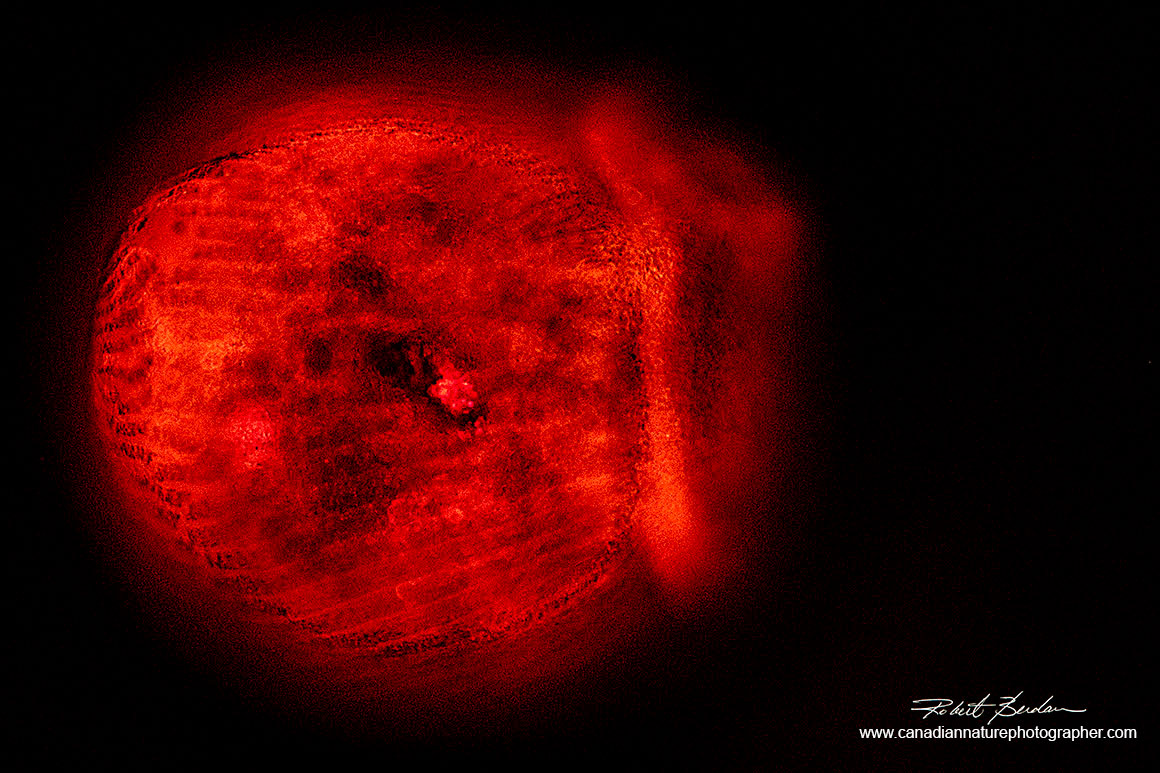 Dead protist Stentor coeruleus stained with a high concentration of Acridine orange 100X by Robert Berdan ©
