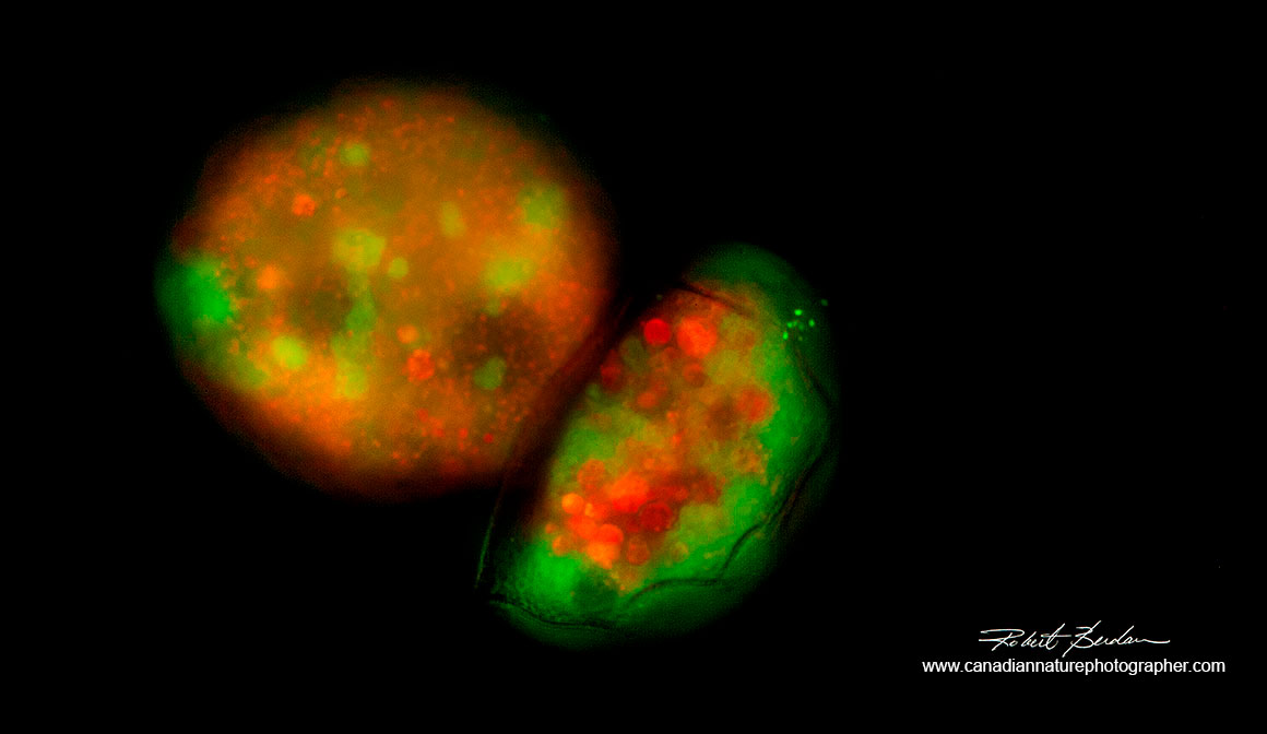 Testate Amoeba - side view showing extrusion of protoplasm from shell below 400X Acridine orange stain - fluorescence microscopy by Robert Berdan ©