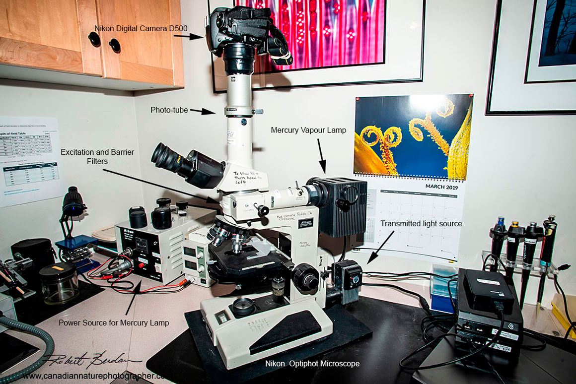 Epi-fluorescence microscope - Nikon Optiphot Robert Berdan ©