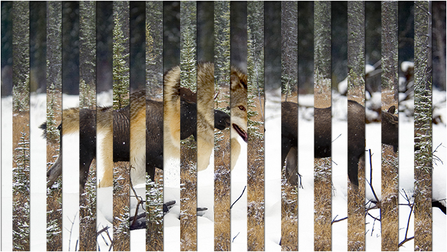 Wolf and Moose venetian blind photo by Robert Berdan ©