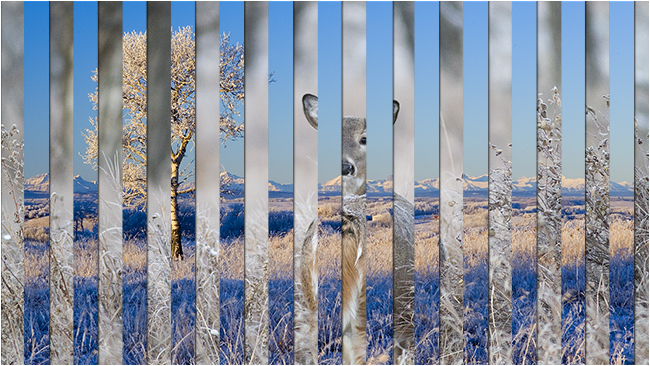 White-tailed deer and Rocky Mountain foothills venetian blind photo by Robert Berdan ©