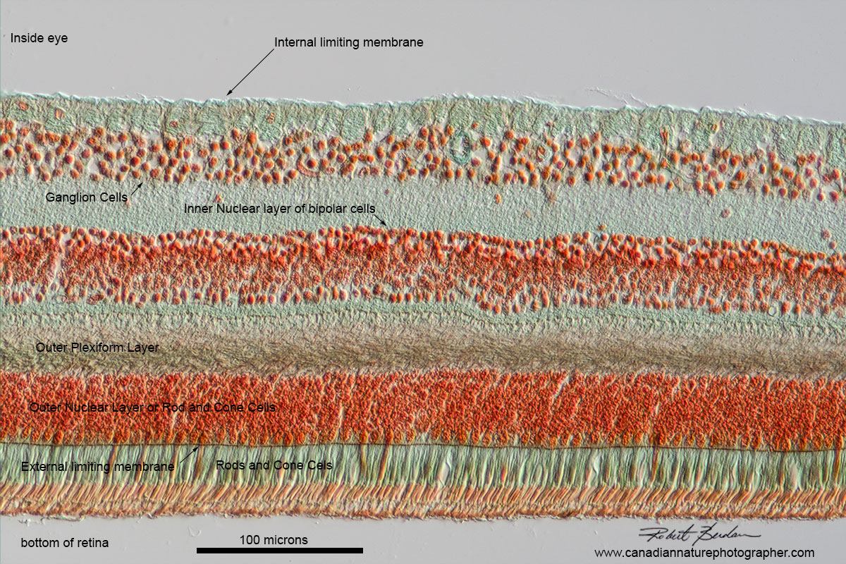 Cross section of Monkey retina by DIC microscopy by Robert Berdan ©