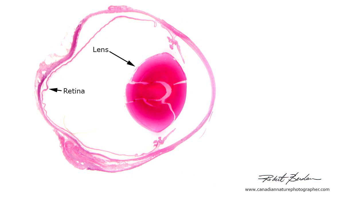 Section through an animal eye by Robert Berdan ©