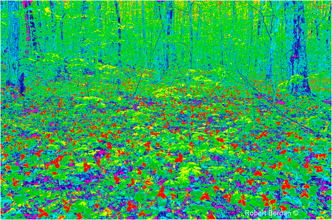 Spring forest scene false colored by Robert Berdan ©