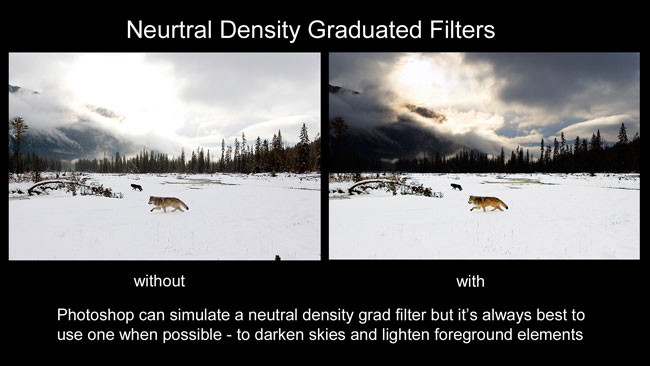 Wolves with and without grad filters by Robert Berdan 