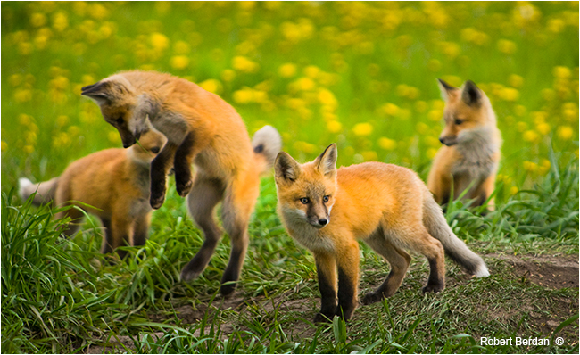 Baby red foxes playing by Robert Berdan ©