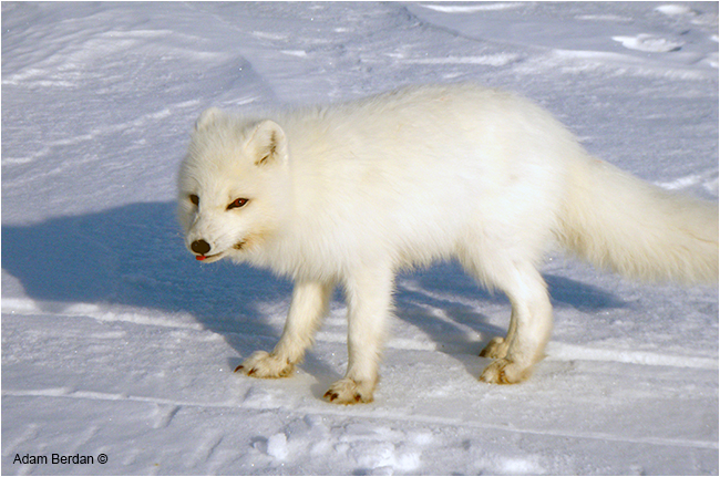 Arctic fox by Adam Berdan ©