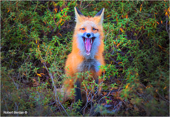 Red fox yawning in Labrador tea patch by Robert Berdan ©