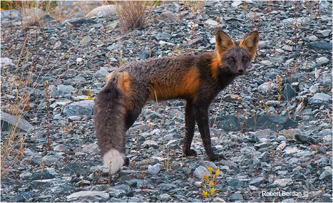 Cross fox along Ingraham trail near Yellowknife, NWT by Robert Berdan ©