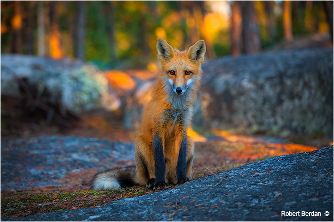 Red fox posing in Prelude Territorial Park by Robert Berdan ©