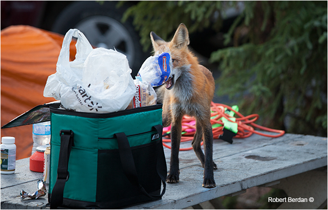 Red fox robbing food on picnic table by Robert Berdan ©