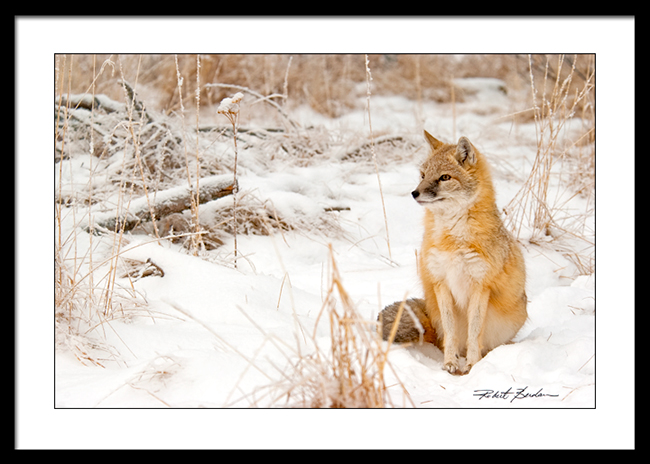 Swift fox in winter framed and matted by Robert Berdan - print for sale ©