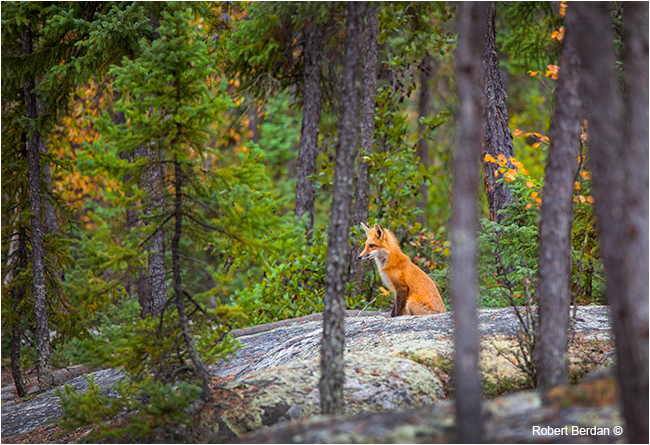Red fox sitting in forest by Robert Berdan ©