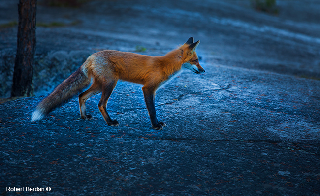 Red fox in evening light by Robert Berdan 