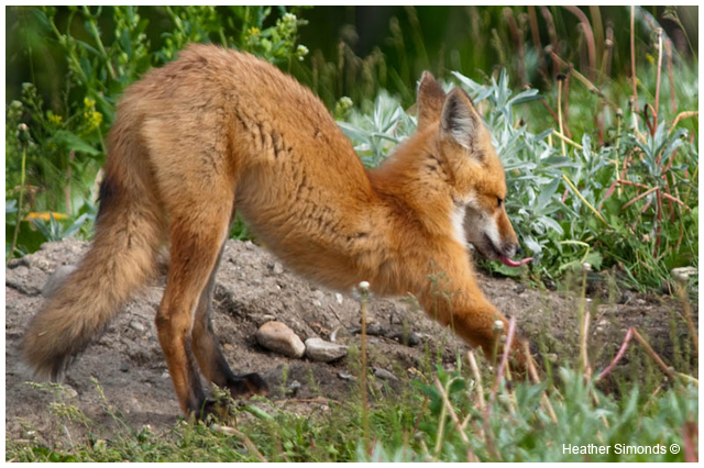 Fox stretching by Heather Simonds ©