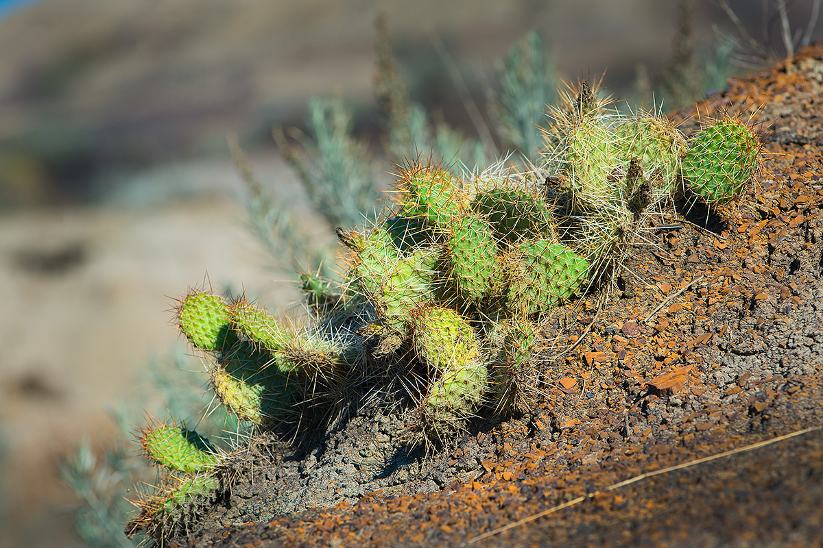 Prickly-Pear Cactus (Opuntia polyacantha) by Robert Berdan ©