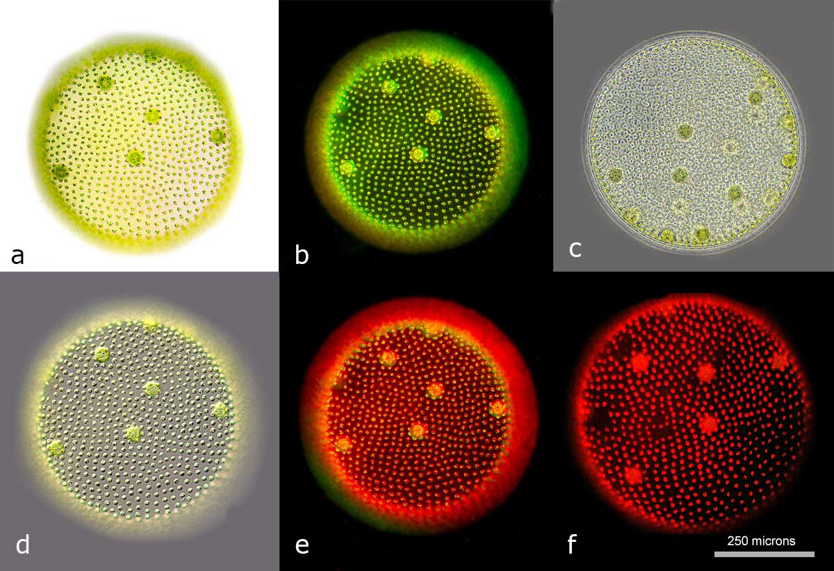 Volvox by several different microscopy techniques by Robert Berdan ©