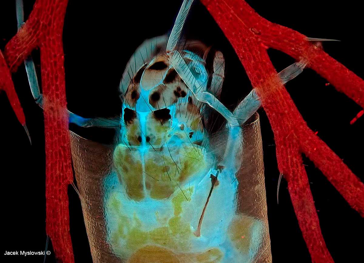 Insect larvae in its house, Flourescence microscopy about 100X by Jacek Myslowski ©