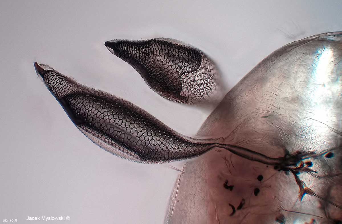 Pupa Chaoborus, Polarizing microscopy, 100X  by Jacek Myslowski ©