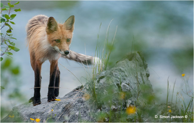 Fox by D. Simon Jackson ©
