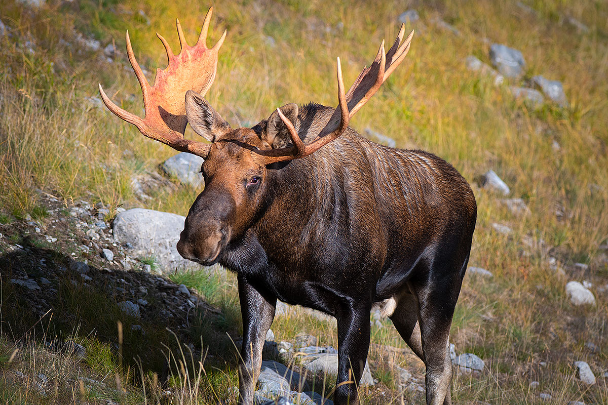 Bull moose Kananaskis by Robert Berdan ©