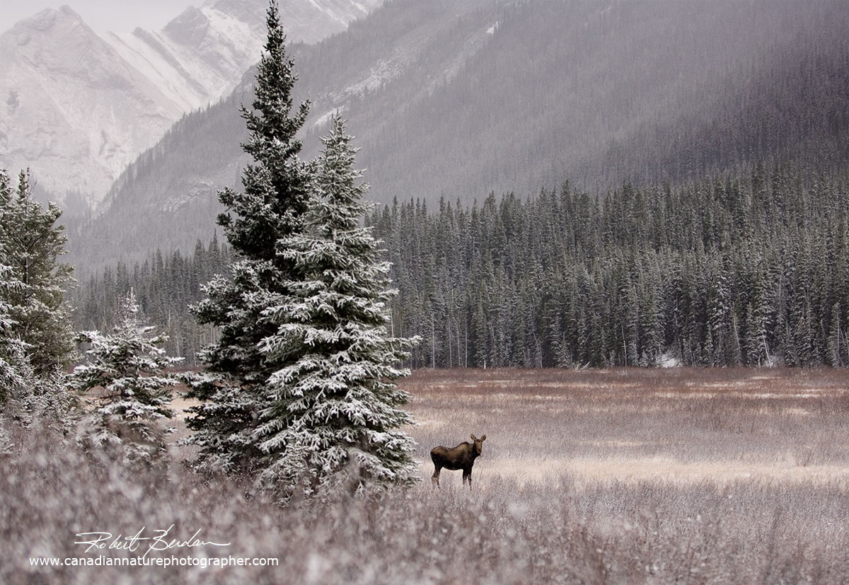 Moose in the meadows adjacent to the Spray Lakes trail after an early autumn snow fall by Robert Berdan ©