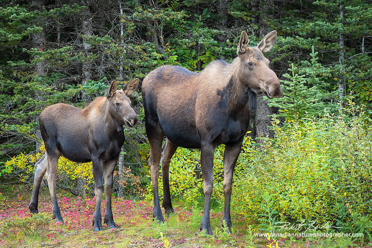 Mother moose and calf at the edge of the parking lot at Upper Kananaskis Lake Robert Berdan ©