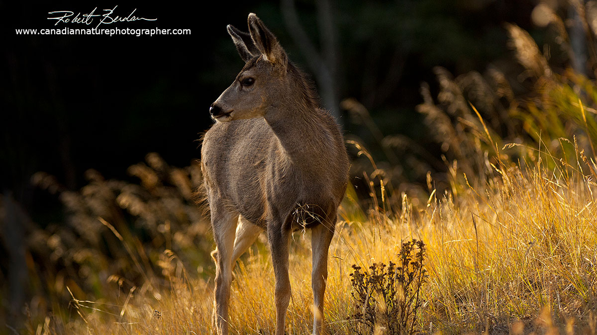 Mule deer Robert Berdan ©