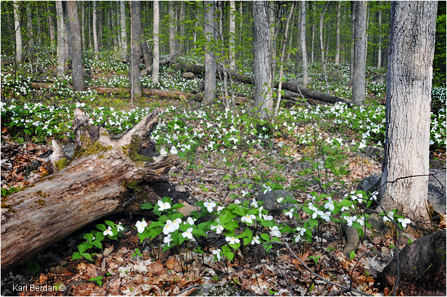 Trilliums in forest by Karl Berdan ©