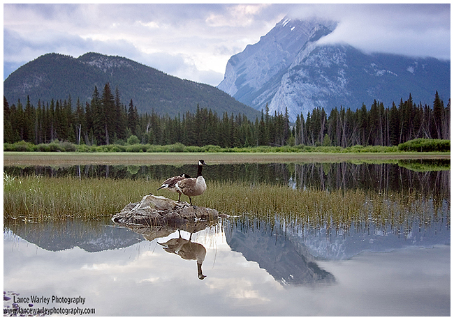 Vermillin lake and Canada goose by Lance Warley ©
