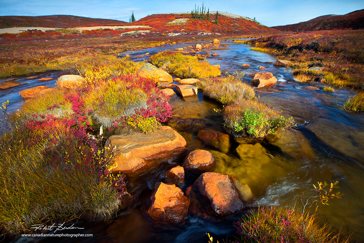 Tundra in Autumn  by Robert Berdan ©