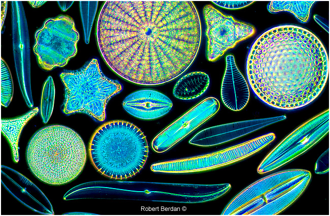 Diatoms by Robert Berdan ©