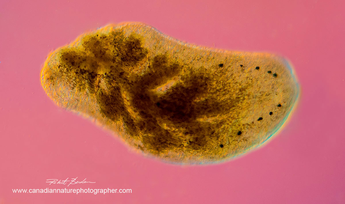 Phylum Platyhelminthe, OrderTricladia (Planarians) also called Flatworms 50X showing 5 pairs of eyes on the right side possibly Polycelis coronata by Robert Berdan ©