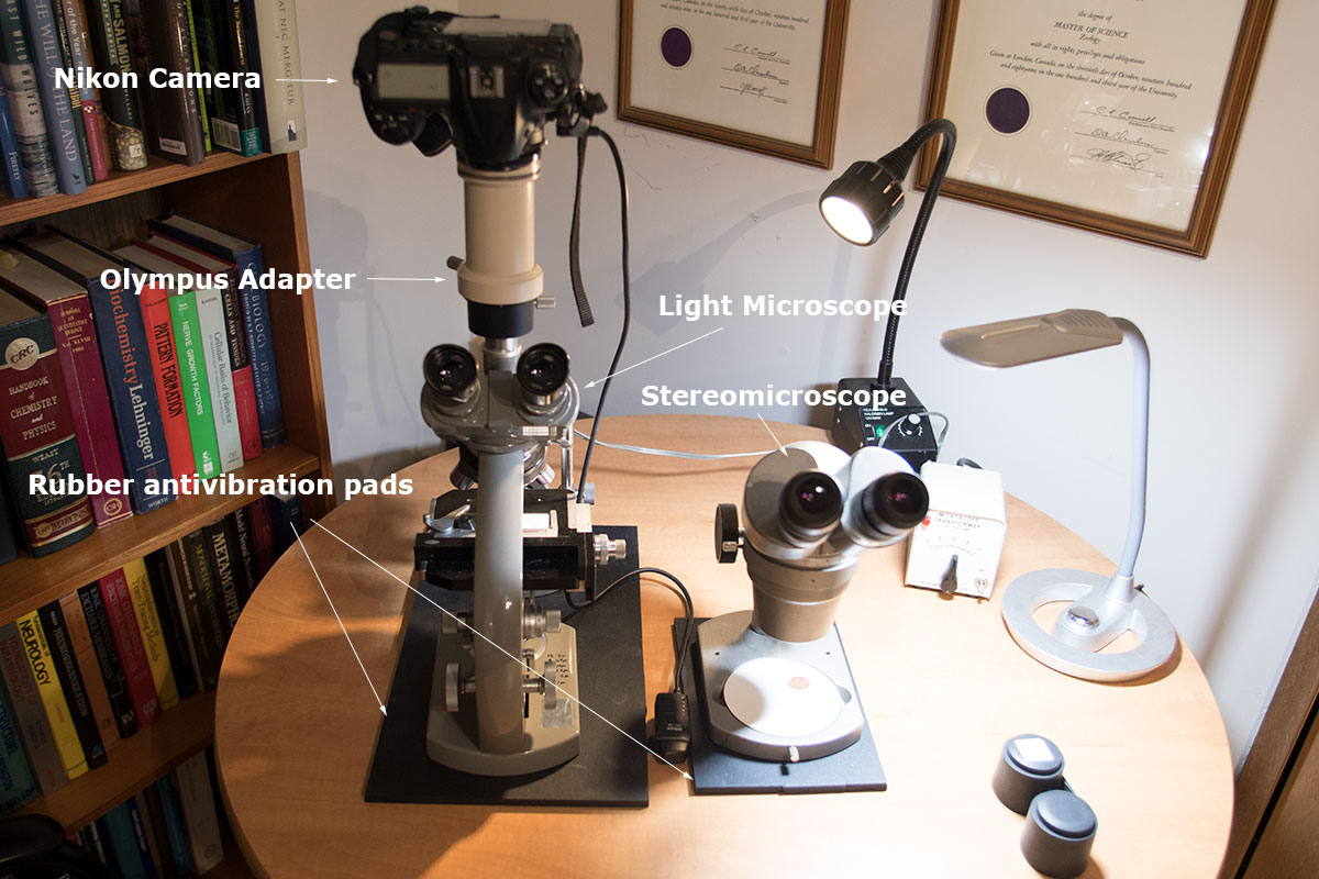 Microscopes on antivibrtion rubber pads by Robert Berdan ©