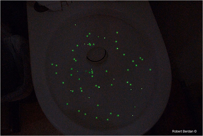 Bioluminiscence in the toilet by Robert Berdan ©