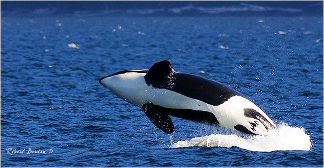 Orca breaching by Robert Berdan ©
