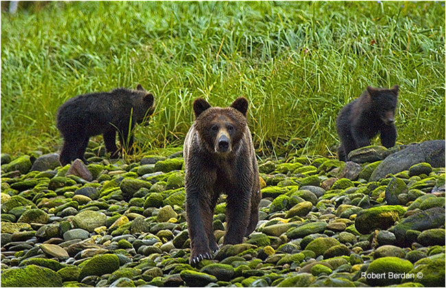 Grizzly sow and cubs in Mussel Inlet by Robert Berdan ©
