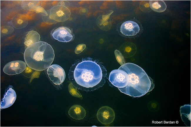 Moon jellies by Robert Berdan ©