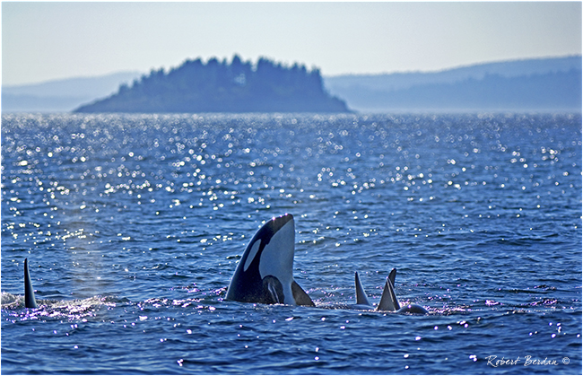 Orca spy hopping by Robert Berdan ©
