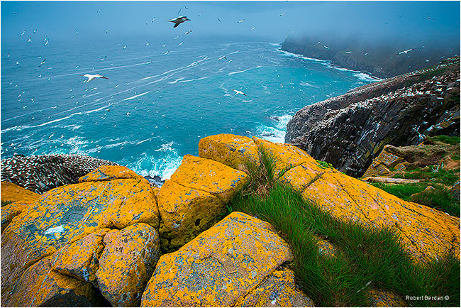 Overlooking the cliffs at Cape St. Mary's by Robert Berdan ©