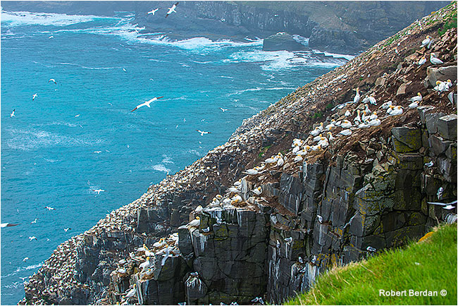 Northern Gannets cover the rocks at Cape St. Mary's by Robert Berdan ©