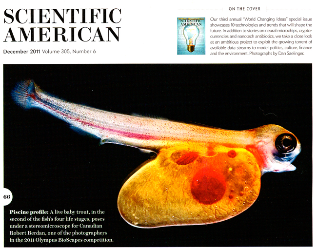 Trout Alevin Scientific American December 2011 issue by Robert Berdan ©