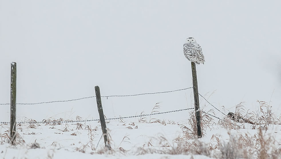 Female snowy owl by Robert Berdan ©
