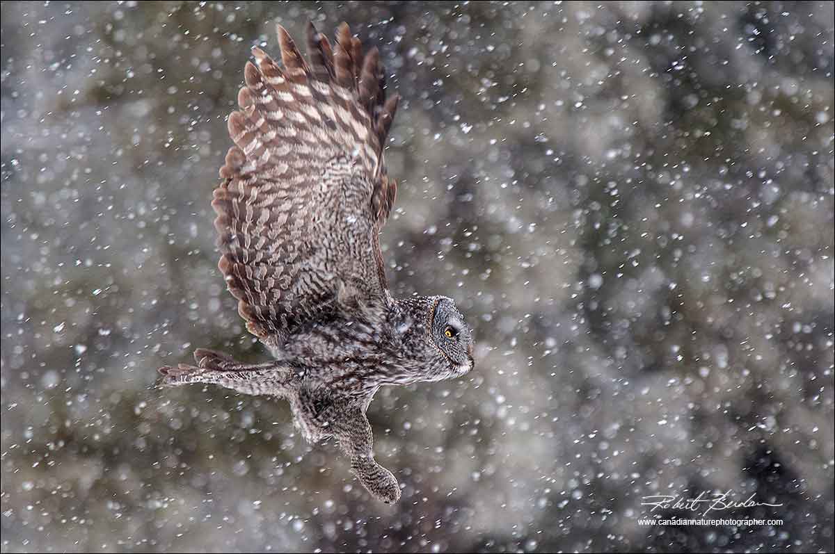 Great Gray owl in flight in a snowstorm by Robert Berdan ©