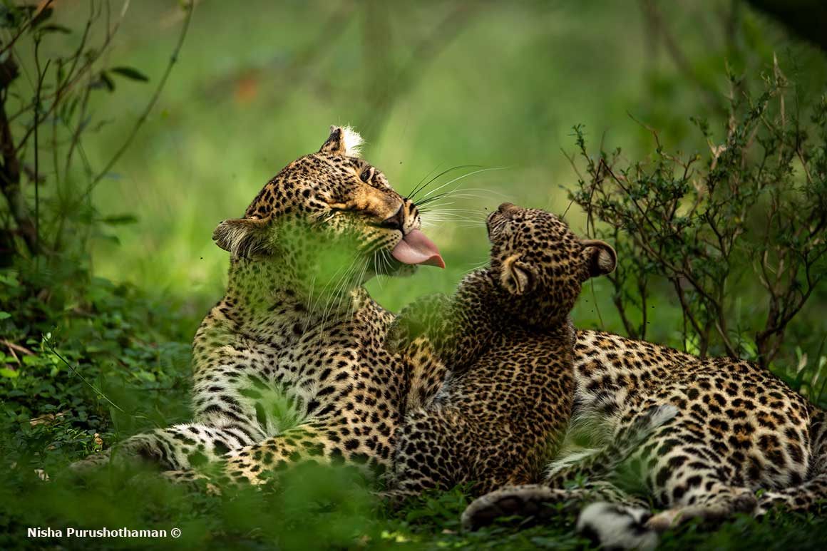 Leopards by Nisha Purushothaman ©