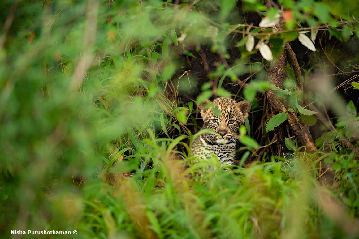 Leopards by Nisha Purushothaman ©